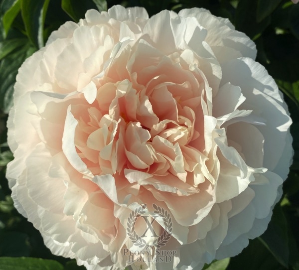 Peony Tarpeian Rock®