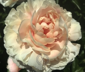 Thumbnail of Peony Tarpeian Rock®, image 2 of 6