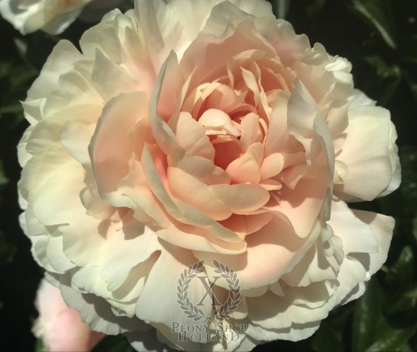 Peony Tarpeian Rock®, image 2 of 6