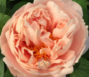 Thumbnail of Peony Tarpeian Rock®, image 3 of 6