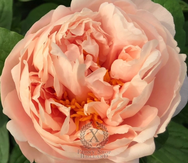 Peony Tarpeian Rock®, image 3 of 6