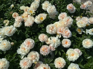 Thumbnail of Peony Tarpeian Rock®, image 6 of 6