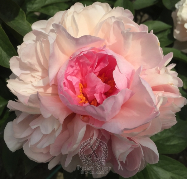 Peony Temple of Apollo®, image 10 of 10