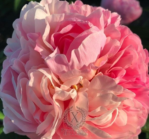 Peony Temple of Apollo®, image 3 of 10