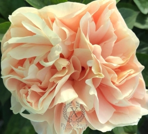 Thumbnail of Peony Temple of Bacchus®, image 1 of 4