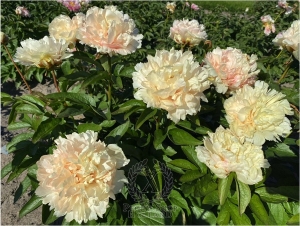 Thumbnail of Peony Temple of Bacchus®, image 3 of 4
