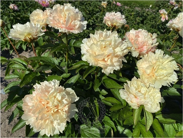 Peony Temple of Bacchus®, image 3 of 4