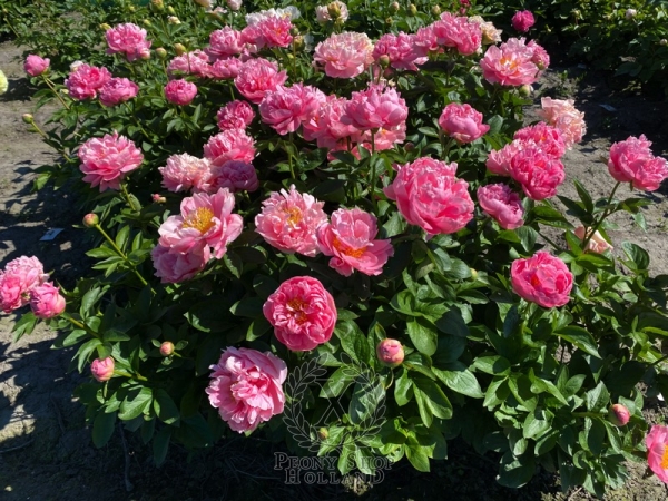 Peony Temple of Jupiter, image 6 of 7