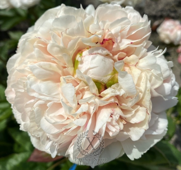 Peony Temple of Minerva®