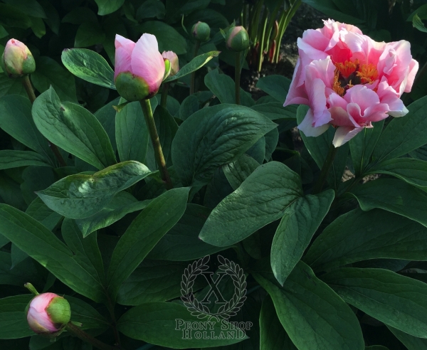 Peony Temple of Portunus, image 3 of 3