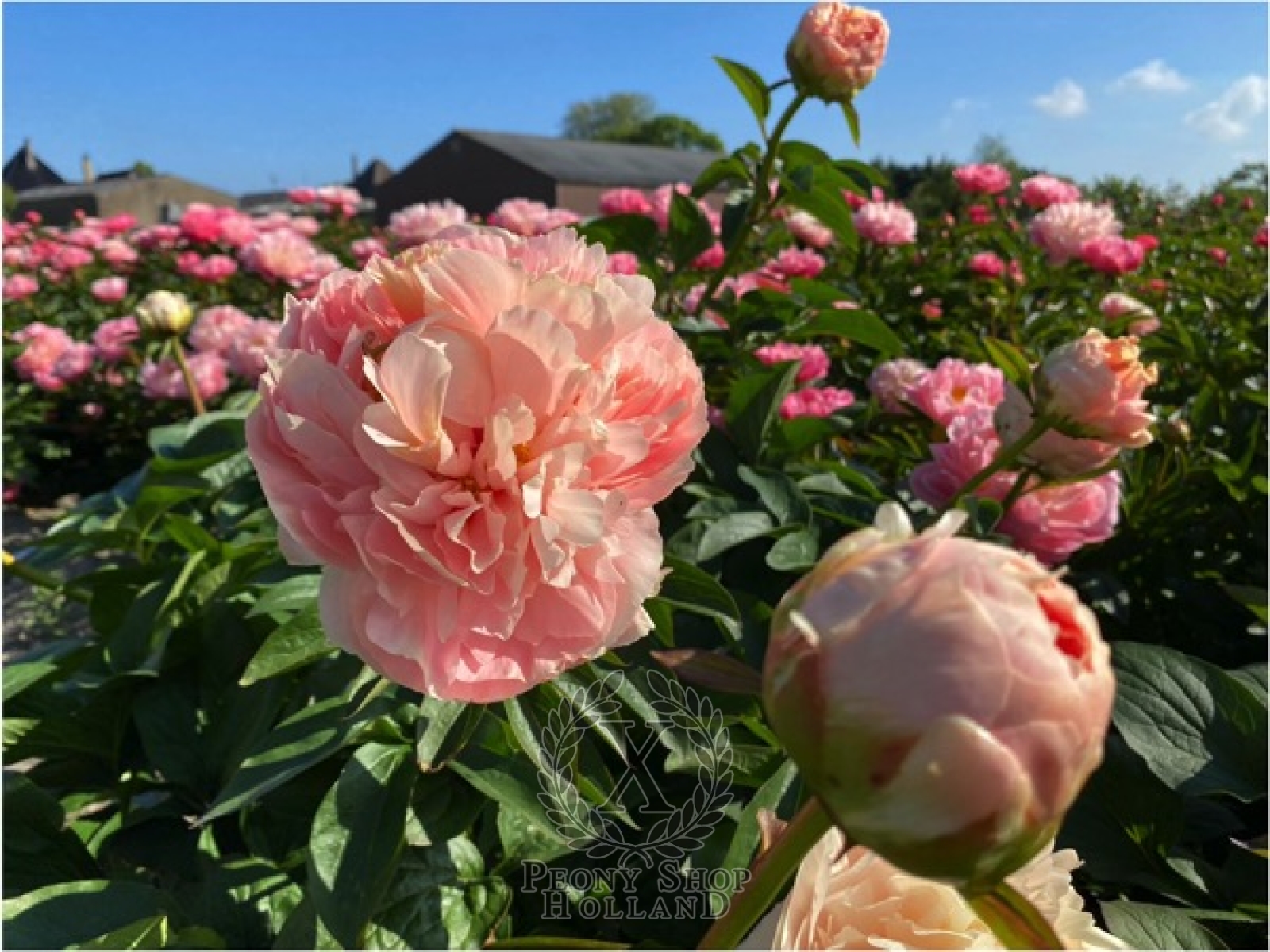 Lois' Choice Peony