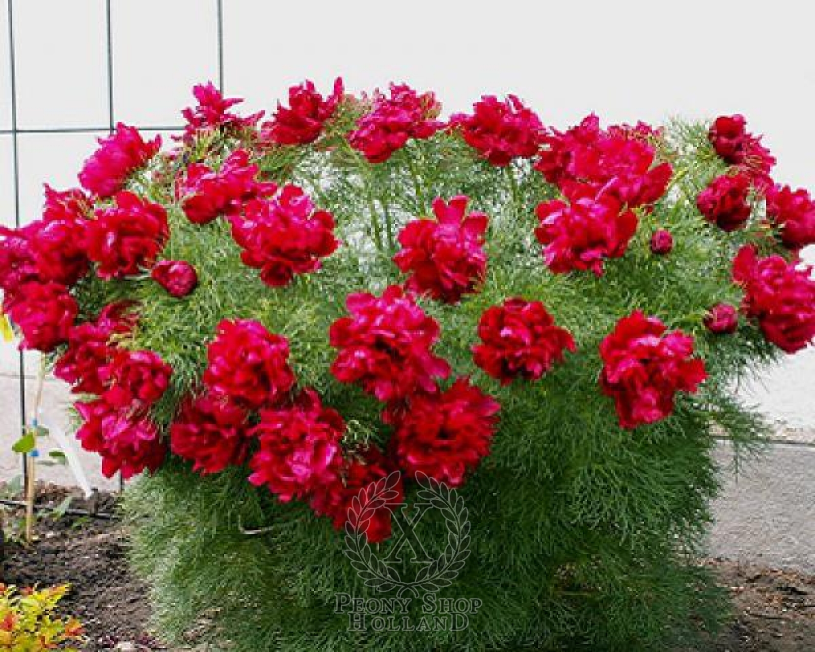 Peony Tenuifolia Rubra Plena Double at peony nursery 