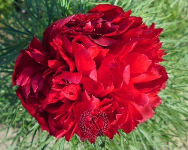 Peony Tenuifolia Plena, image 2 of 2