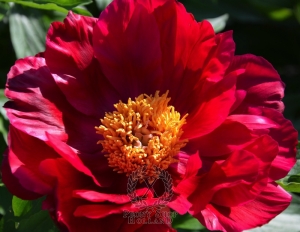 Thumbnail of Peony The Natural, image 1 of 2