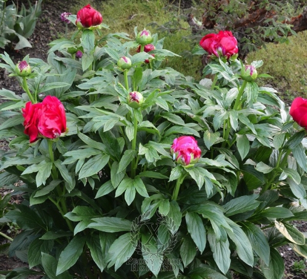 Peony The Natural, image 2 of 2