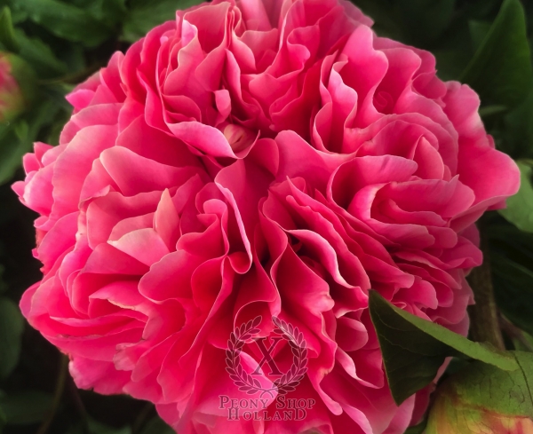 Peony The Three Graces®