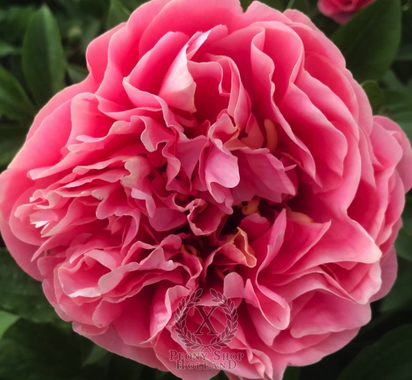 Peony The Three Graces®, image 3 of 9