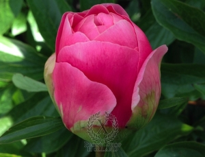 Thumbnail of Peony The Three Graces®, image 9 of 9