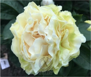 Thumbnail of Peony Theodosius®, image 1 of 8