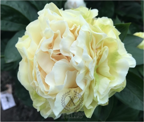 Peony Theodosius®