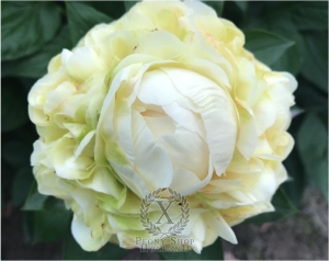 Thumbnail of Peony Theodosius®, image 2 of 8