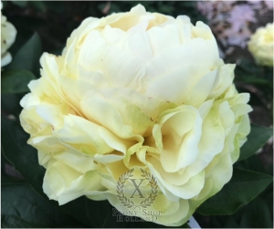 Thumbnail of Peony Theodosius®, image 3 of 8