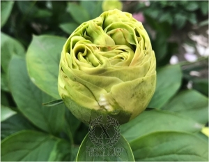 Thumbnail of Peony Theodosius®, image 5 of 8