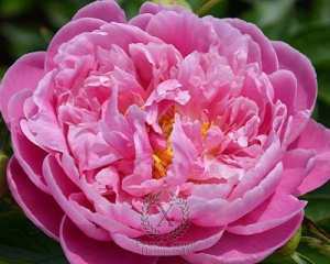 Thumbnail of Peony Think Pink, image 1 of 1