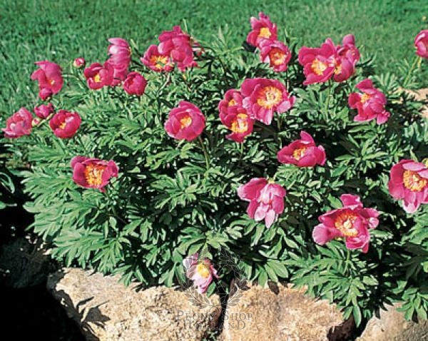Peony Thumbelina, image 1 of 1