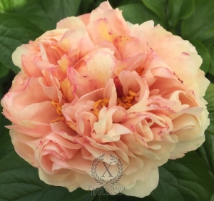 Thumbnail of Peony Tiberius®, image 3 of 7