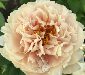 Thumbnail of Peony Tiberius®, image 4 of 7