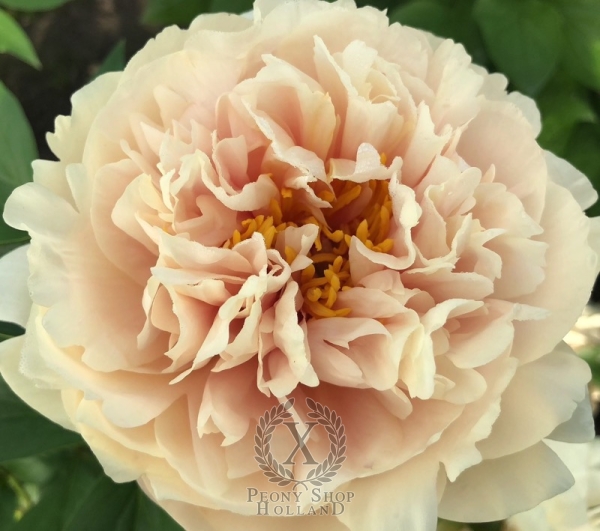 Peony Tiberius®, image 4 of 7