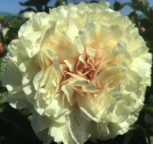 Thumbnail of Peony Tiberius®, image 5 of 7