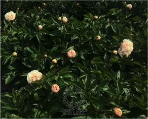 Thumbnail of Peony Tiberius®, image 7 of 7