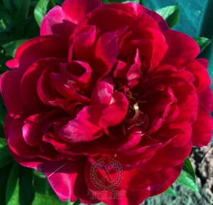 Thumbnail of Peony Timon, image 2 of 5