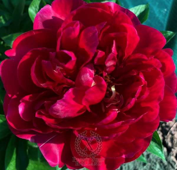 Peony Timon, image 2 of 5