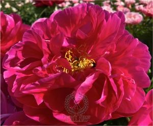 Thumbnail of Peony Timon, image 3 of 5