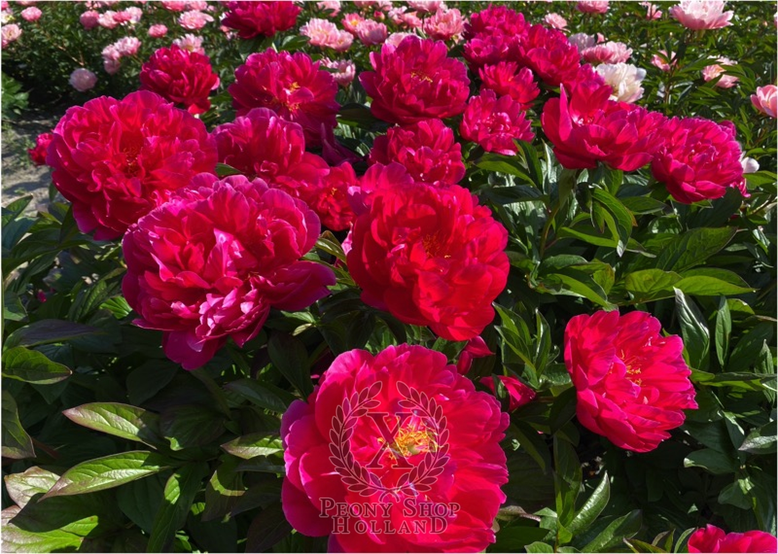 Peony Timon at peony nursery Peonyshop.com