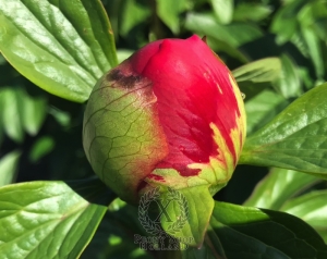 Thumbnail of Peony Timon, image 5 of 5