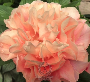 Thumbnail of Peony Tini Keeman®, image 1 of 10