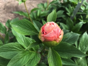 Thumbnail of Peony Tini Keeman®, image 10 of 10