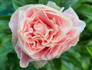 Thumbnail of Peony Tini Keeman®, image 6 of 10