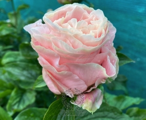 Thumbnail of Peony Tini Keeman®, image 7 of 10