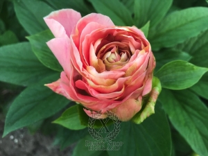 Thumbnail of Peony Tini Keeman®, image 9 of 10