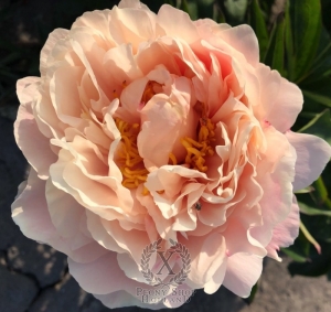 Thumbnail of Peony Titus, image 1 of 8