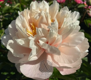 Thumbnail of Peony Titus, image 2 of 8