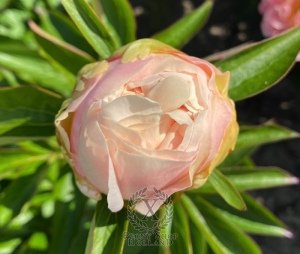 Thumbnail of Peony Titus, image 4 of 8