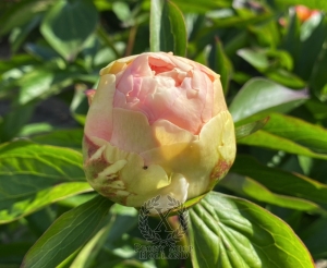 Thumbnail of Peony Titus, image 5 of 8