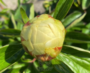 Thumbnail of Peony Titus, image 6 of 8