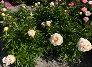 Thumbnail of Peony Titus, image 7 of 8